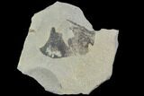 Pennsylvanian Fossil Fern (Cyclopteris) - Kentucky #112668-1